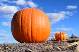 Pumpkin